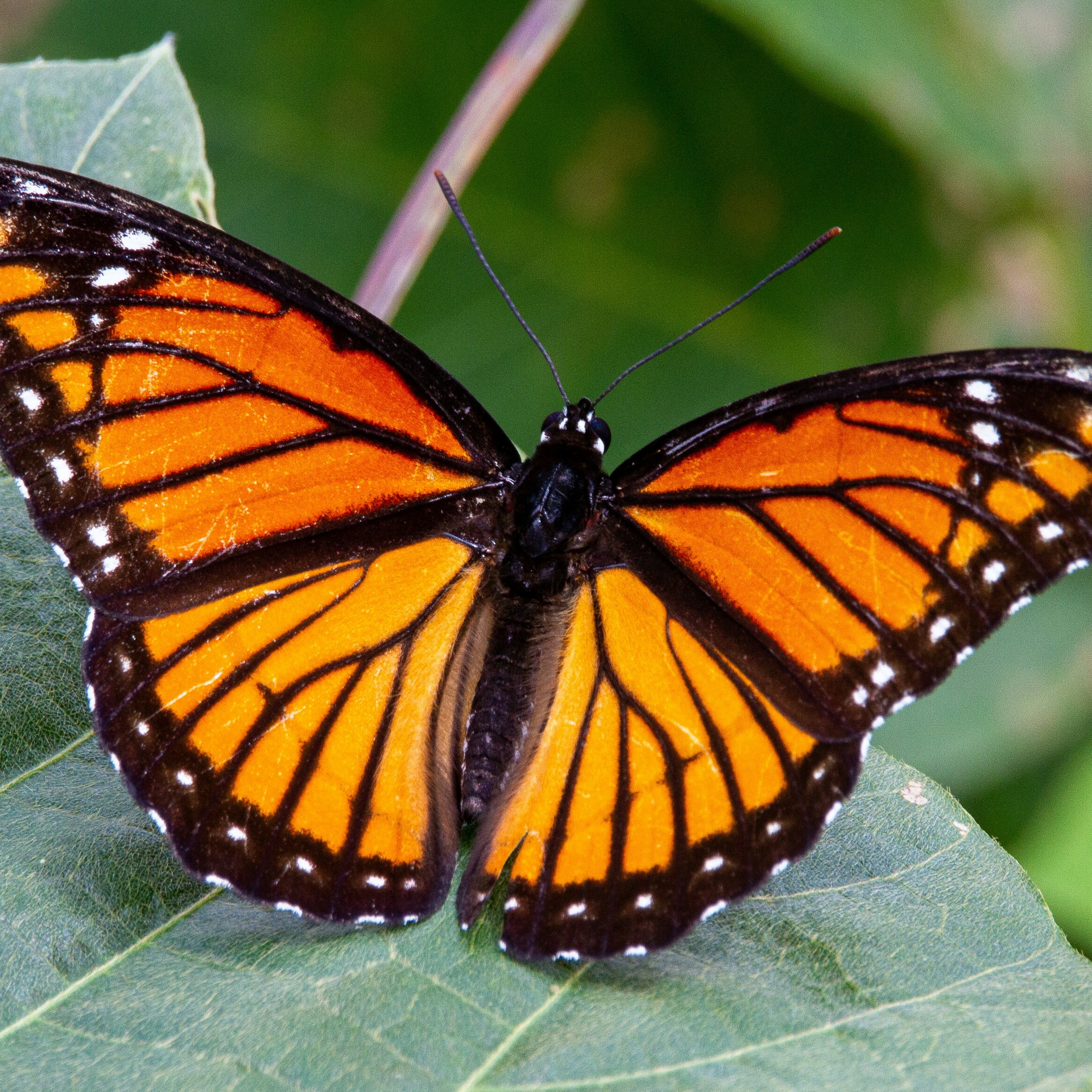 The World of Butterflies: Identification & Exploration - logo